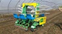 三行移栽機 育苗移栽機械