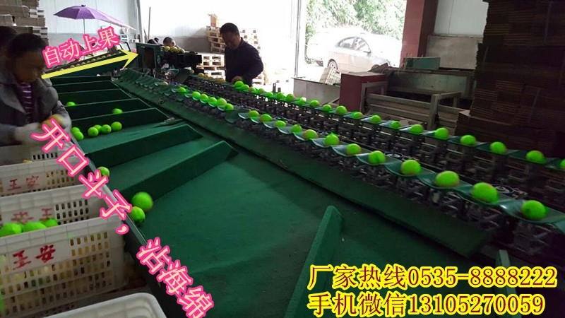 凯祥青枣选果机 凯祥祝您一臂之力 好的选果机