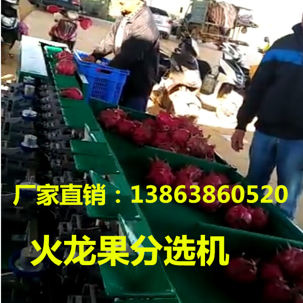 火龙果选果机