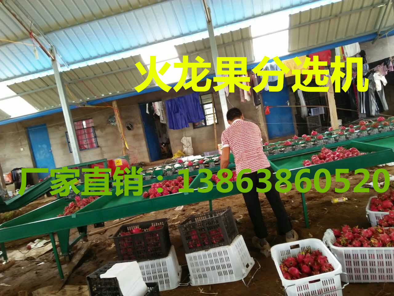火龙果选果机